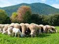 41 νέες εστίες ευλογιάς στη Θεσσαλία 
